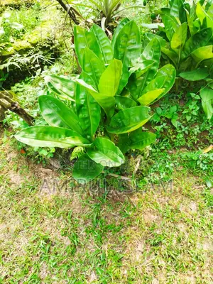 May Flower Plant