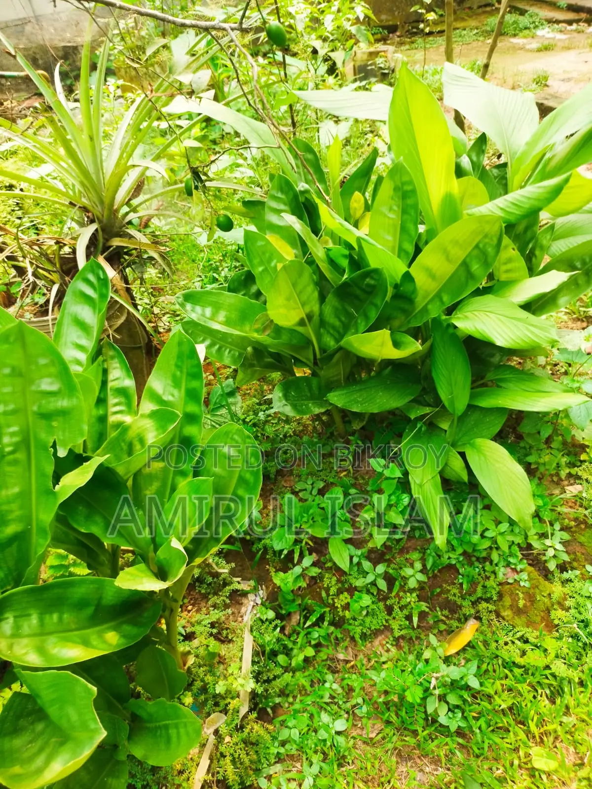 May Flower Plant