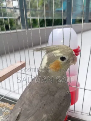 4 Month Cocktail Male