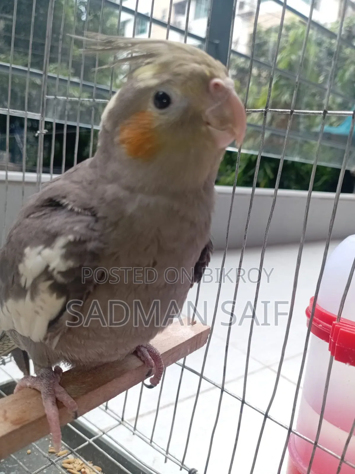 4 Month Cocktail Male