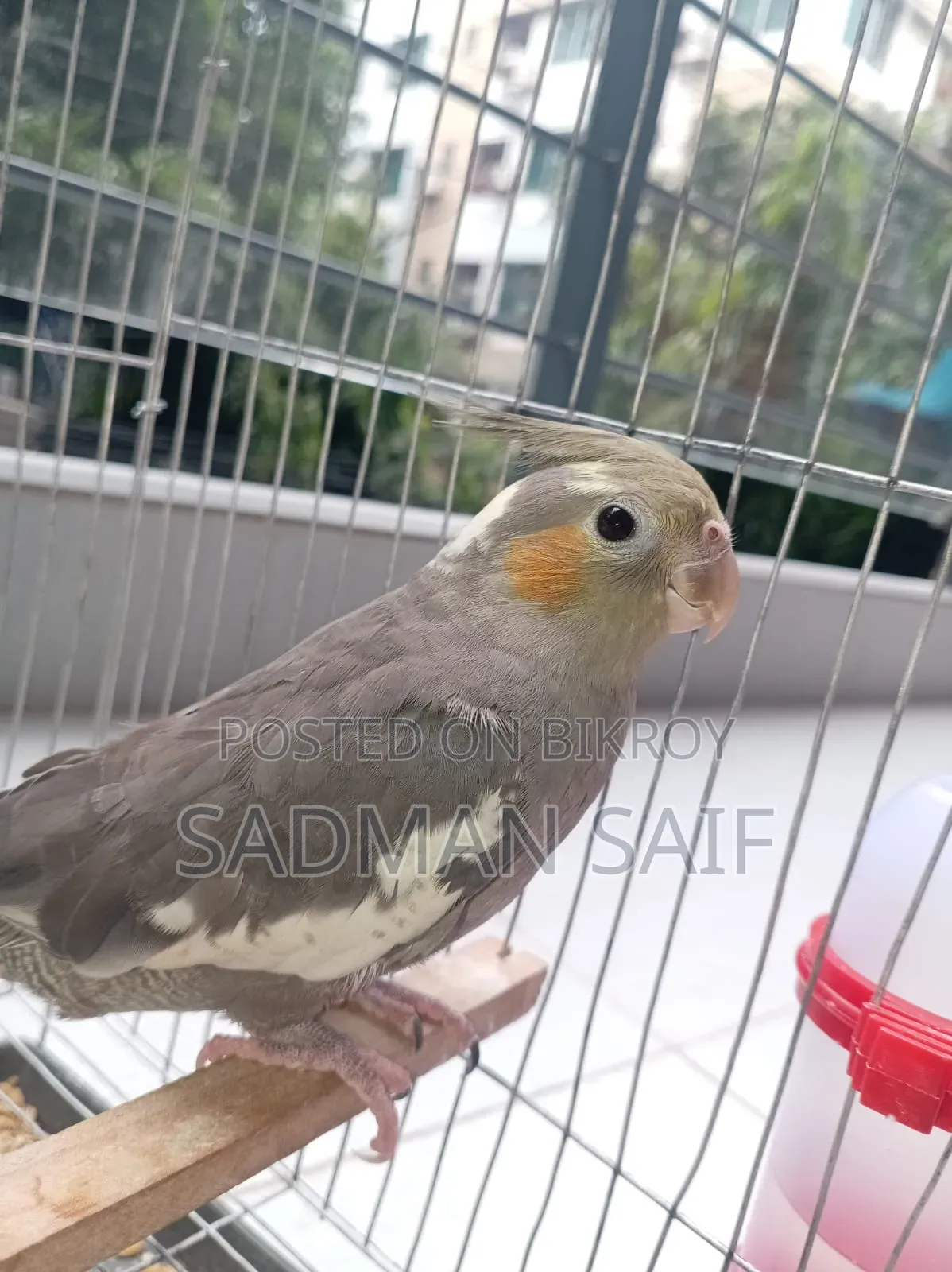 4 Month Cocktail Male