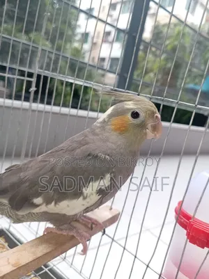 4 Month Cocktail Male