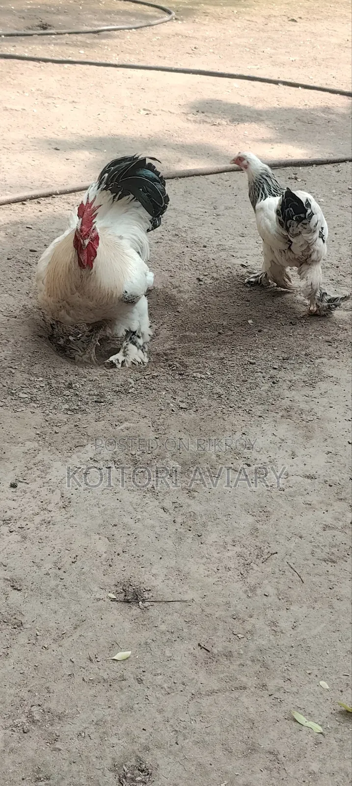 Colombian Light Brahma Pair. কলম্বিয়ান লাইট ব্রাহ্মা জোড়া