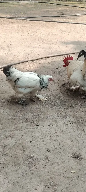 Colombian Light Brahma Pair. কলম্বিয়ান লাইট ব্রাহ্মা জোড়া