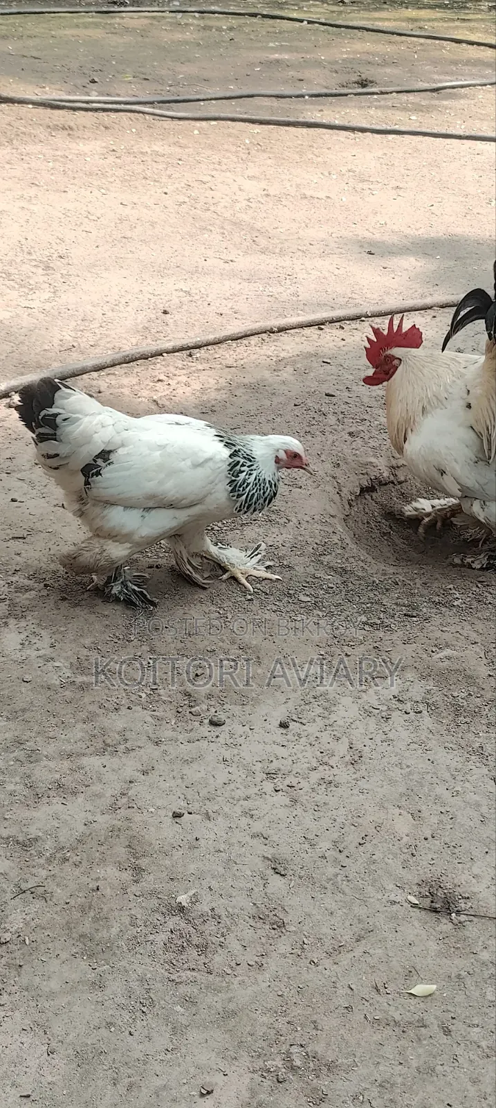 Colombian Light Brahma Pair. কলম্বিয়ান লাইট ব্রাহ্মা জোড়া