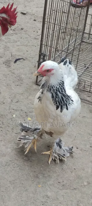 Colombian Light Brahma Pair. কলম্বিয়ান লাইট ব্রাহ্মা জোড়া
