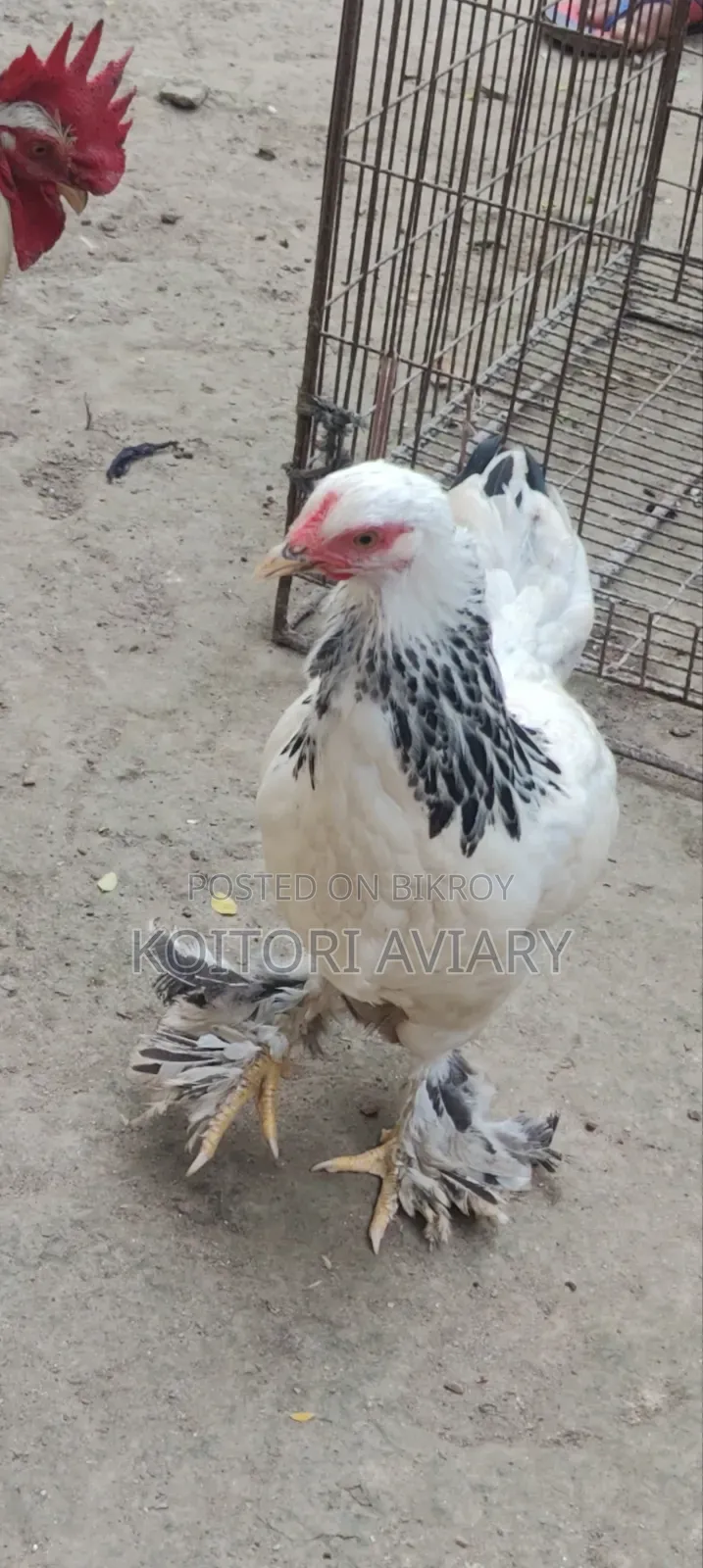 Colombian Light Brahma Pair. কলম্বিয়ান লাইট ব্রাহ্মা জোড়া