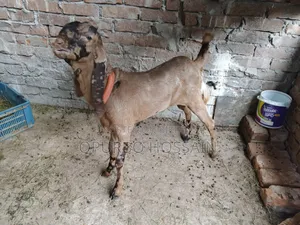 তোতাপুরি ক্রস পাঠা