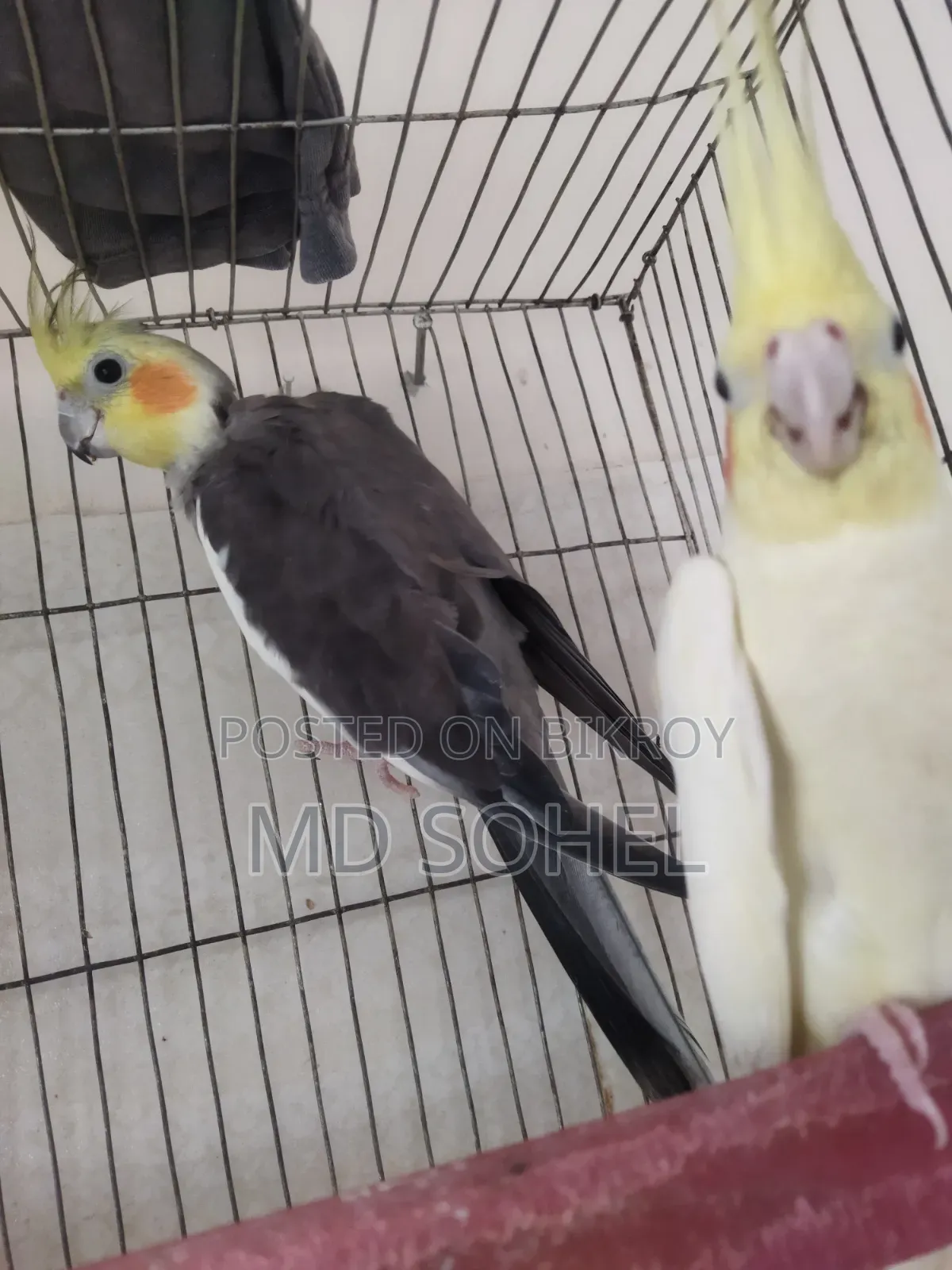 Cockatiel Bird Pair