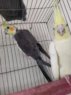 কোকাটয়েল পাখি জোড়া