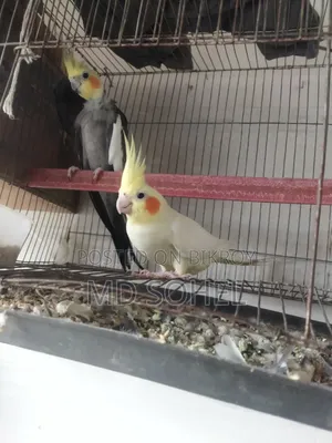 Cockatiel Bird Pair