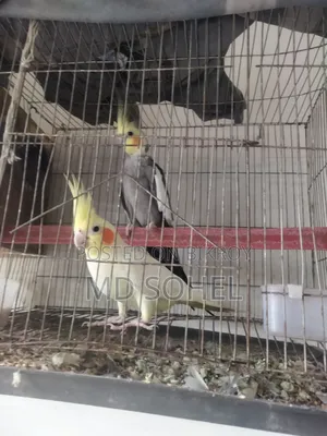 Cockatiel Bird Pair