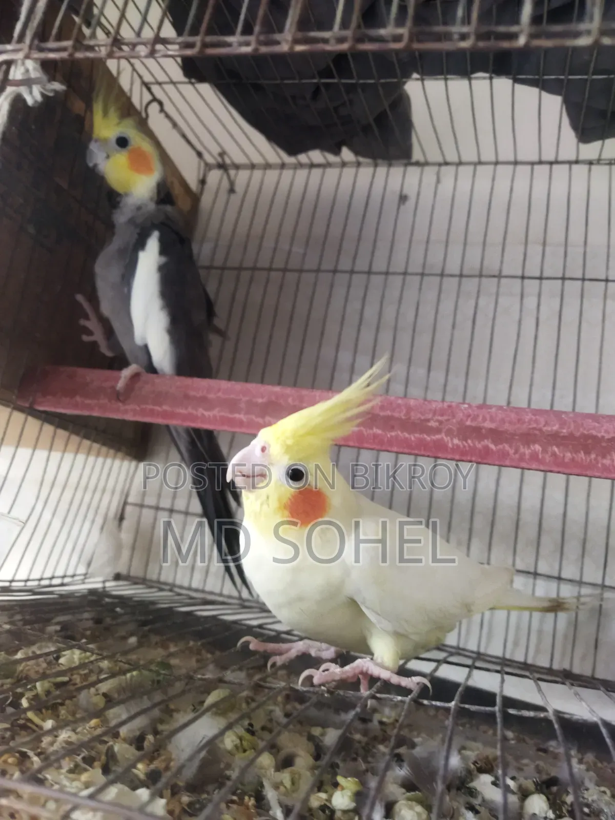 Cockatiel Bird Pair