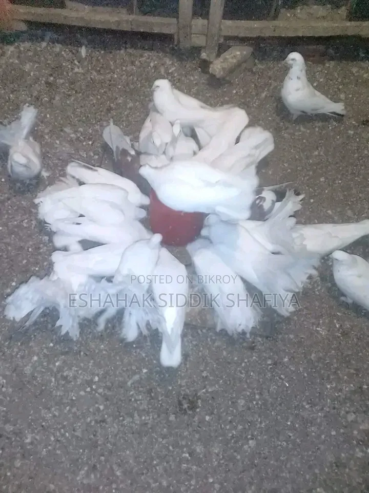 ময়ূরী সিঙেল নর নারী