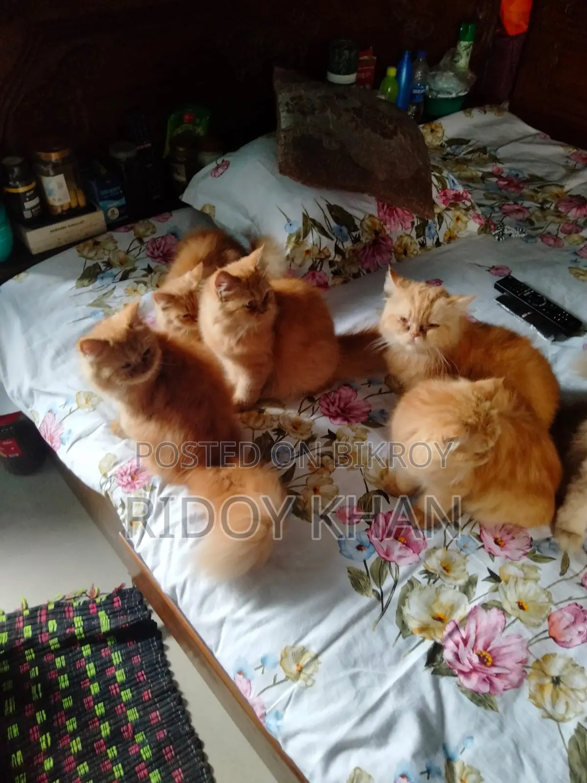 3-6 Months Female Purebred Persian