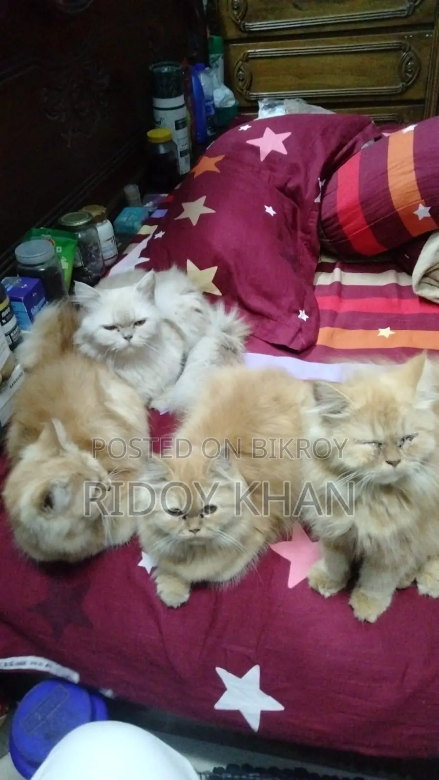 3-6 Months Female Purebred Persian