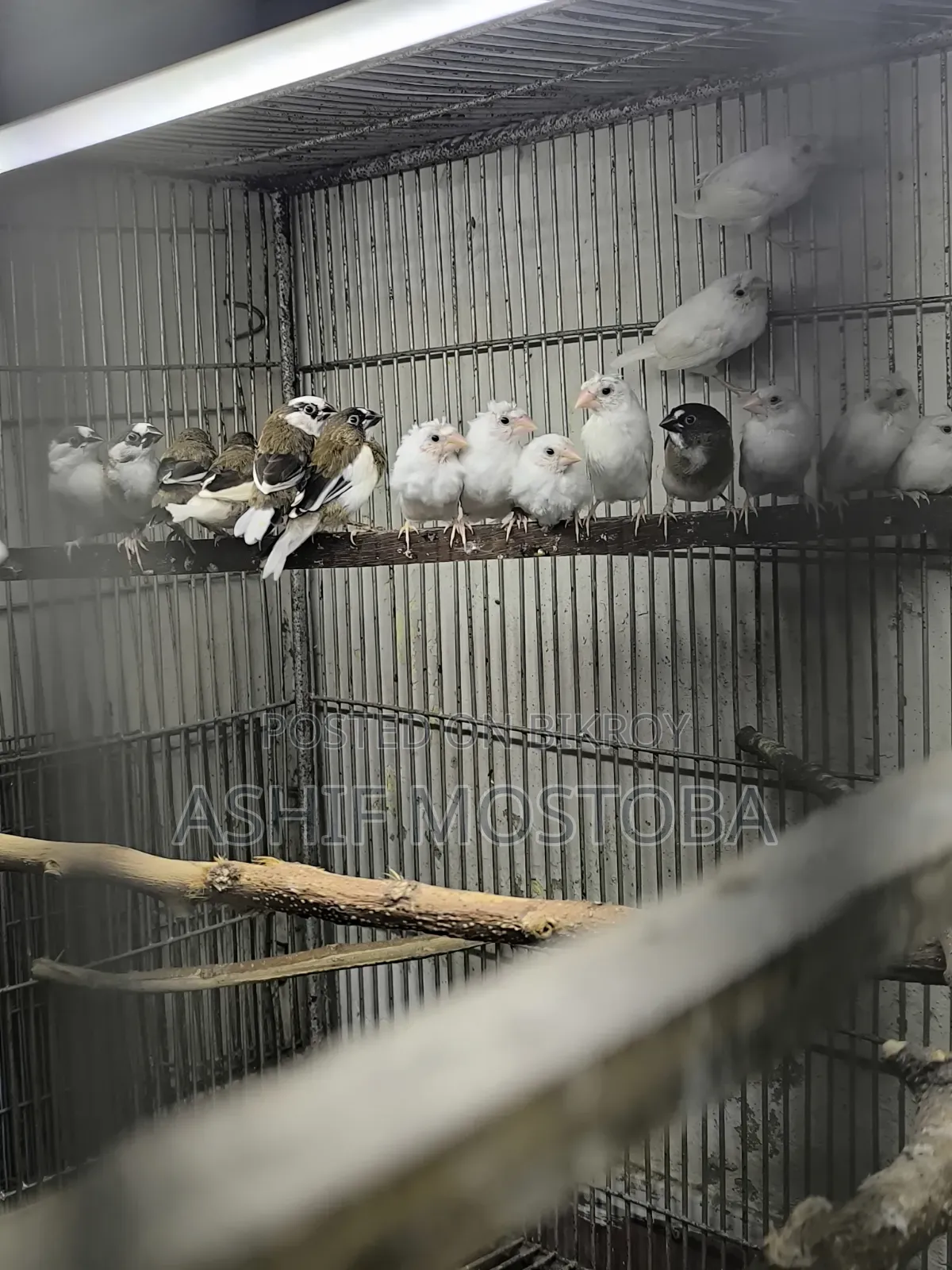 Bengali Finch Chicks