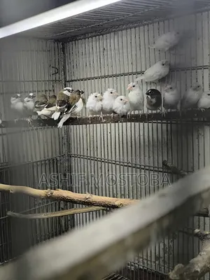Bengali Finch Chicks