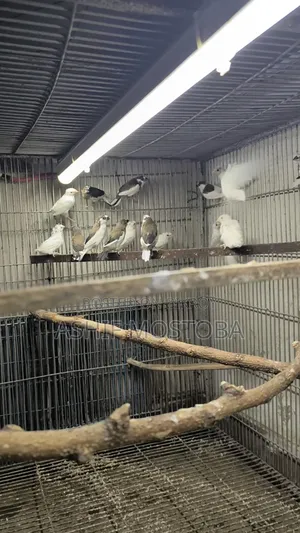 Bengali Finch Chicks