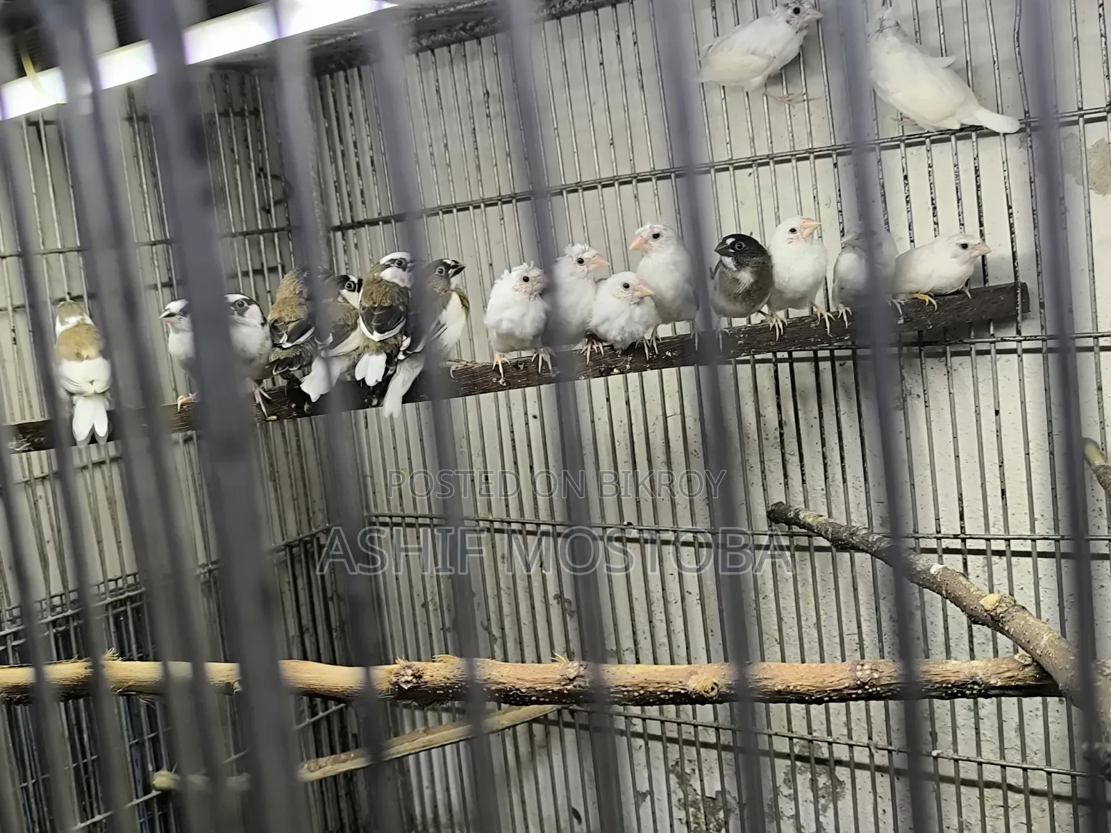 Bengali Finch Chicks