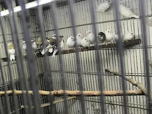 Bengali Finch Chicks
