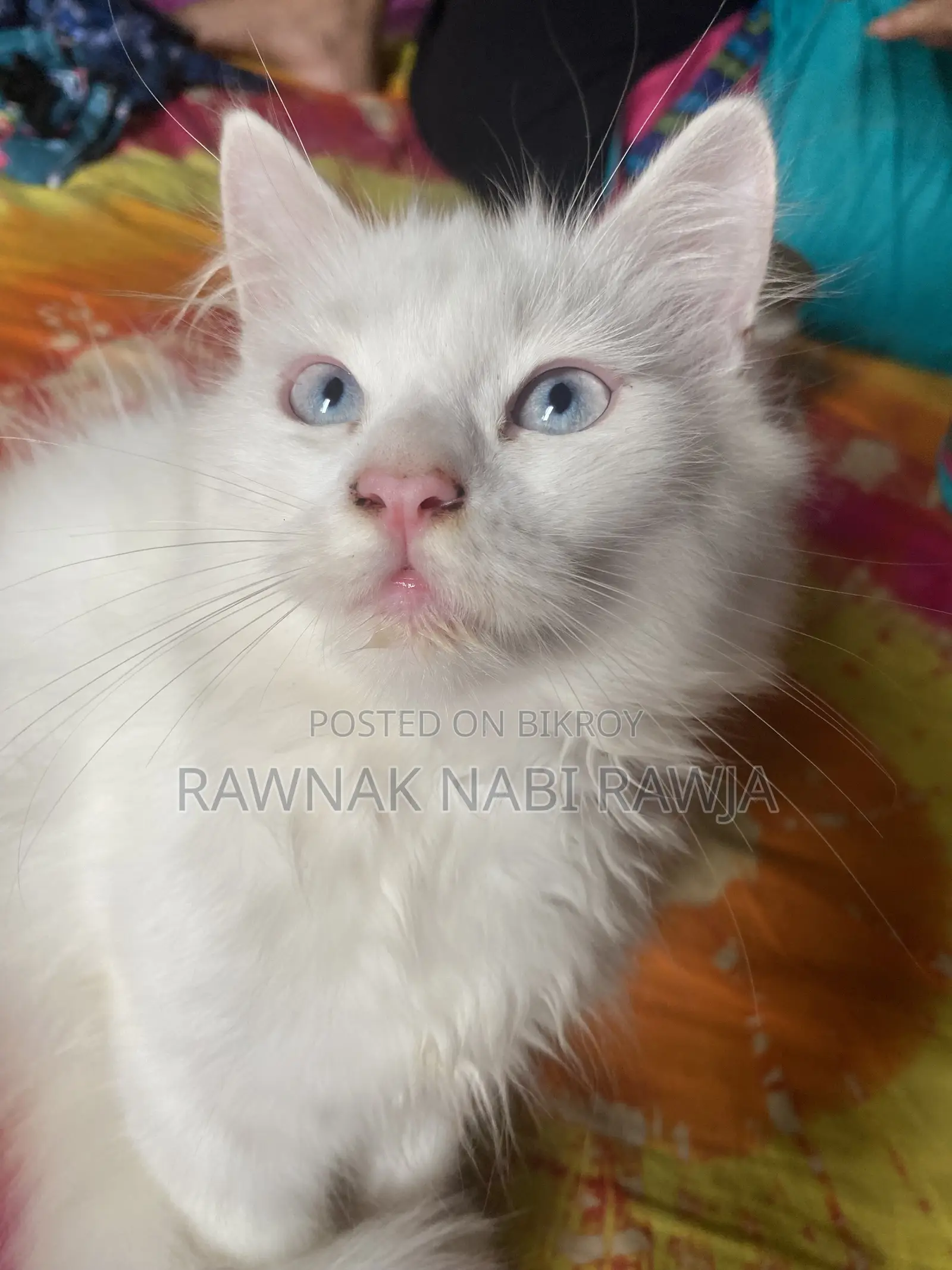 1-3 Months Male Purebred Persian