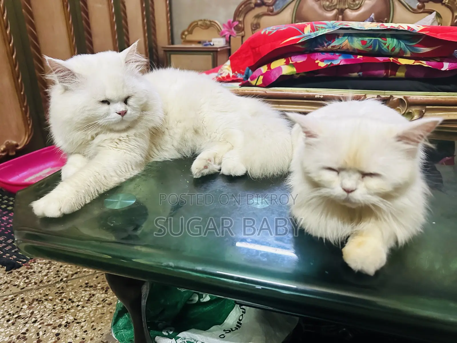 1+ Year Male Purebred Persian Cat