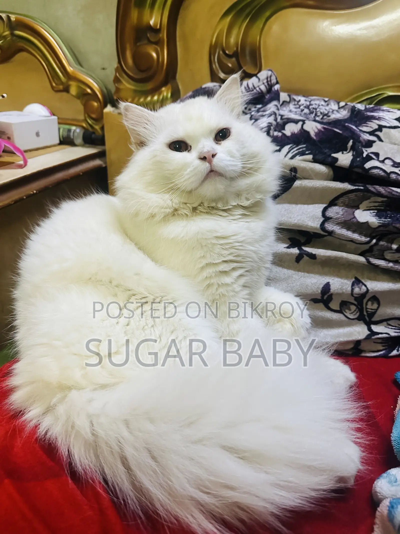1+ Year Male Purebred Persian Cat