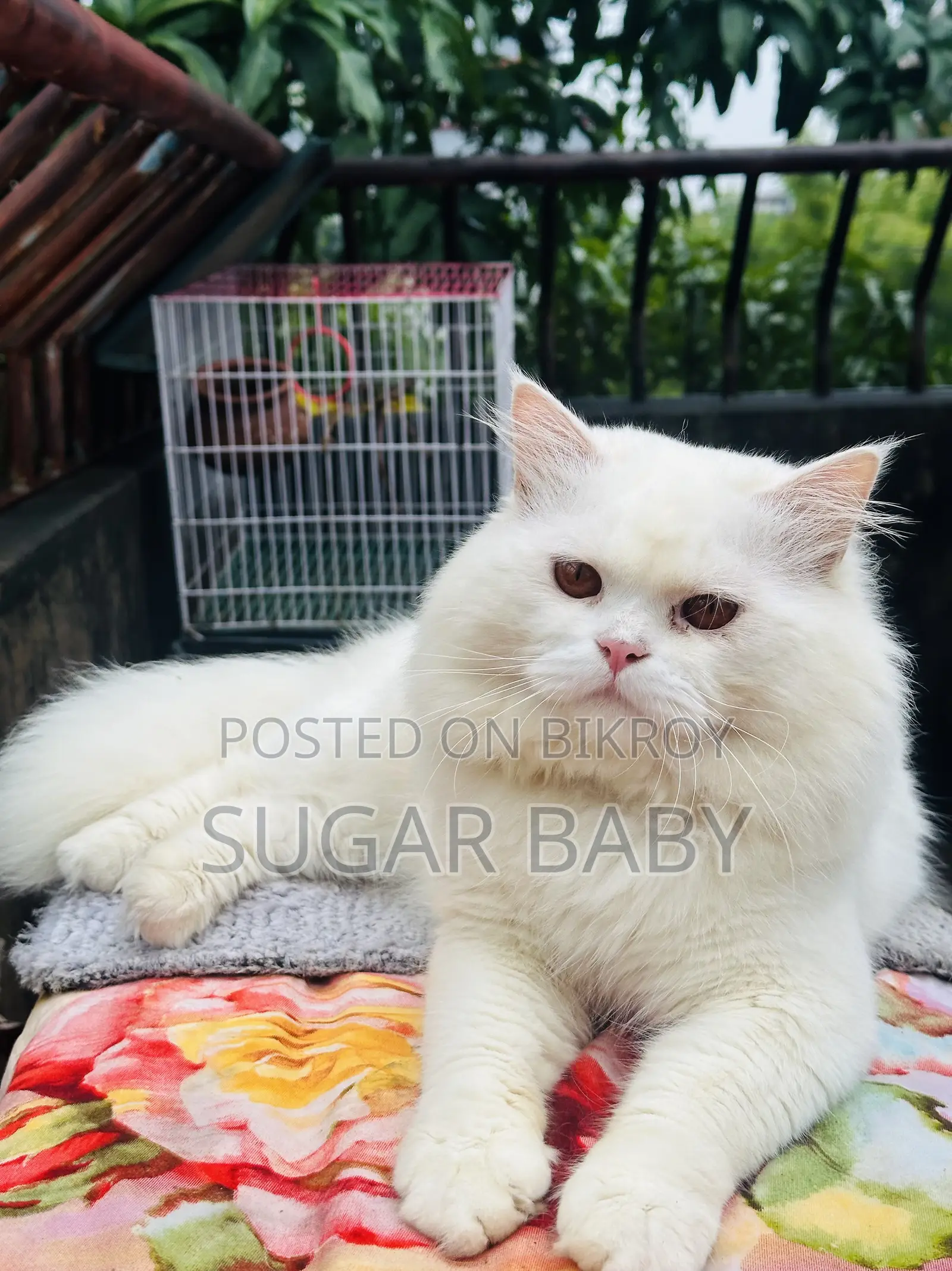 1+ Year Male Purebred Persian Cat