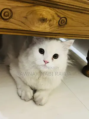 6-12 Months Male Purebred Persian