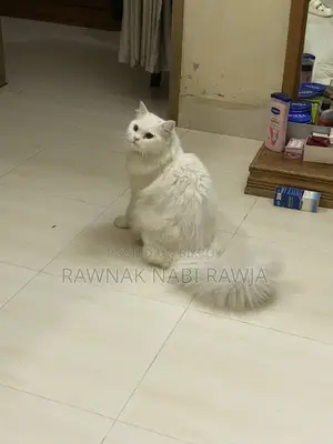 6-12 Months Male Purebred Persian