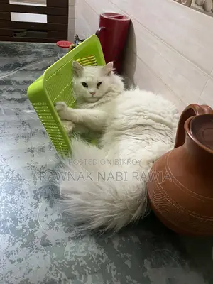 6-12 Months Male Purebred Persian