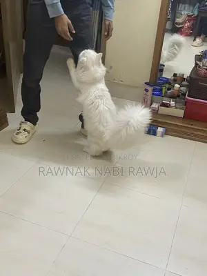 6-12 Months Male Purebred Persian
