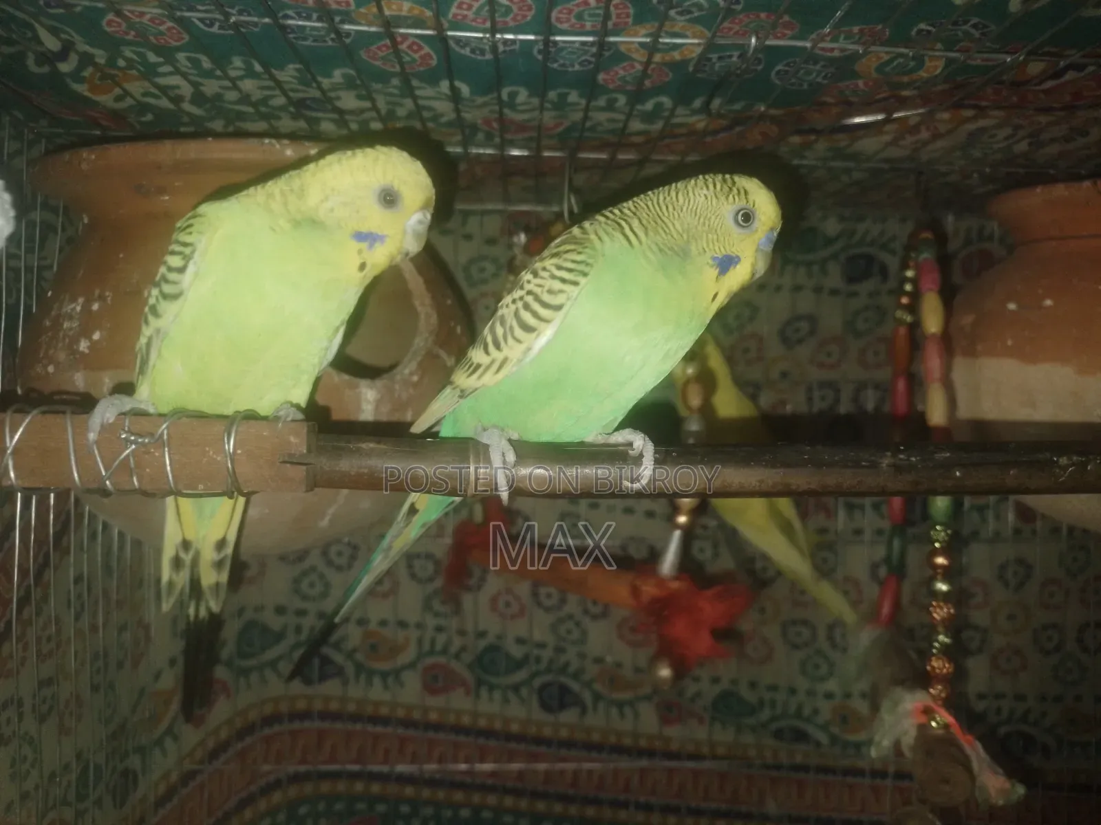 রানিং ২ জোড়া বাজিগার পাখি