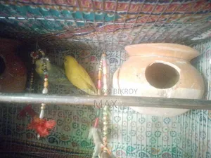 রানিং ২ জোড়া বাজিগার পাখি
