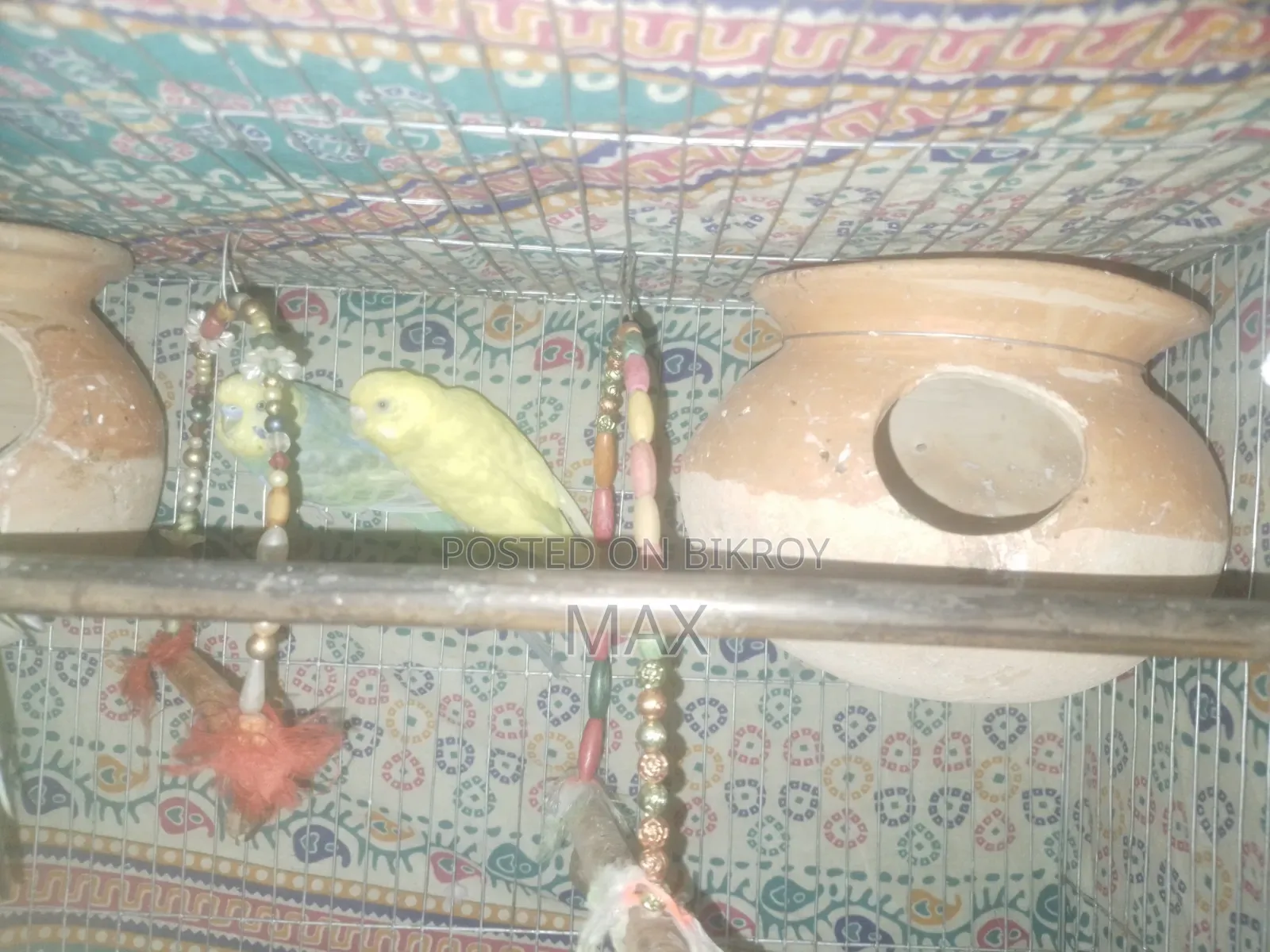 রানিং ২ জোড়া বাজিগার পাখি