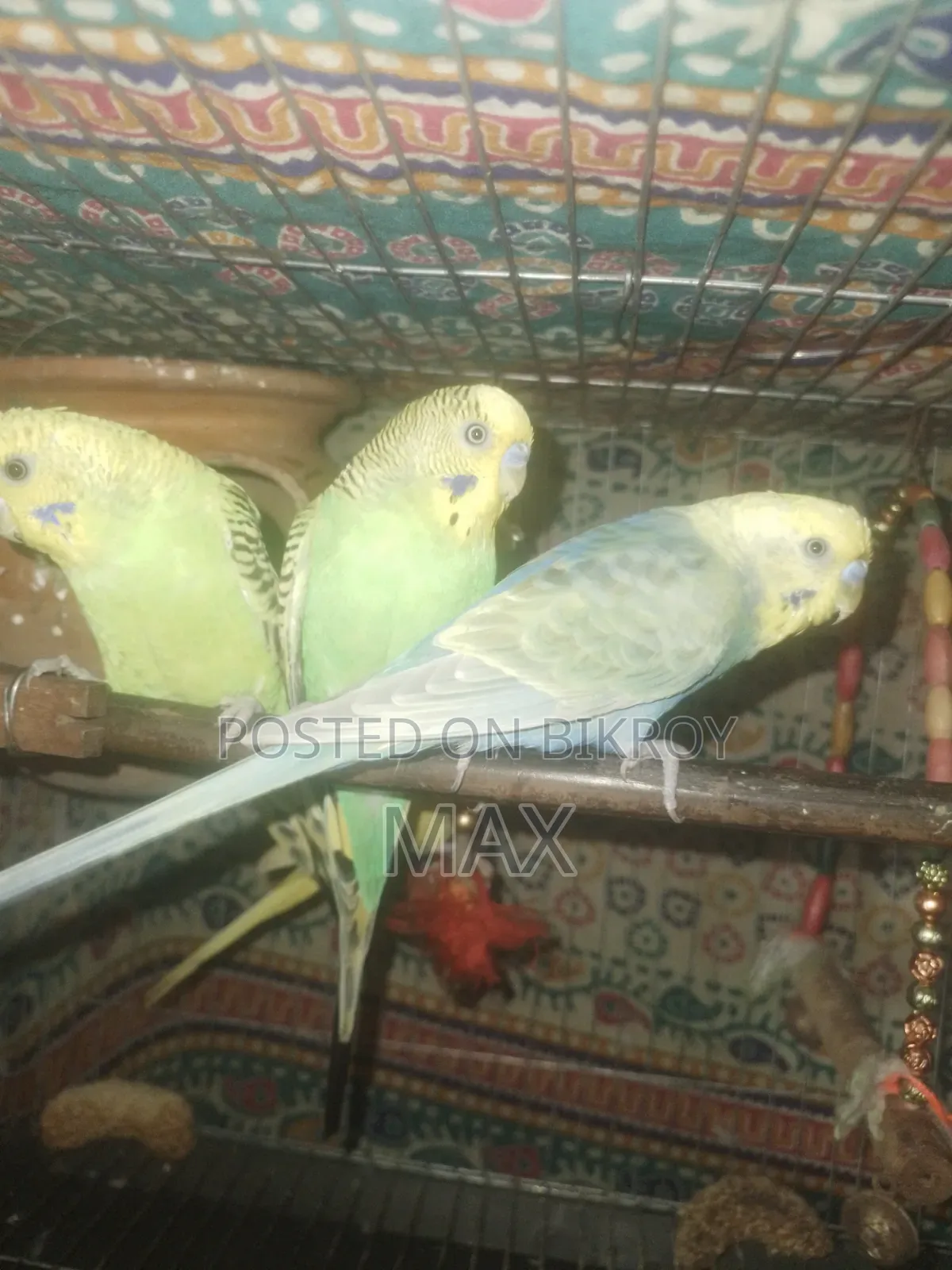 রানিং ২ জোড়া বাজিগার পাখি