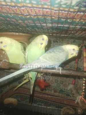 রানিং ২ জোড়া বাজিগার পাখি