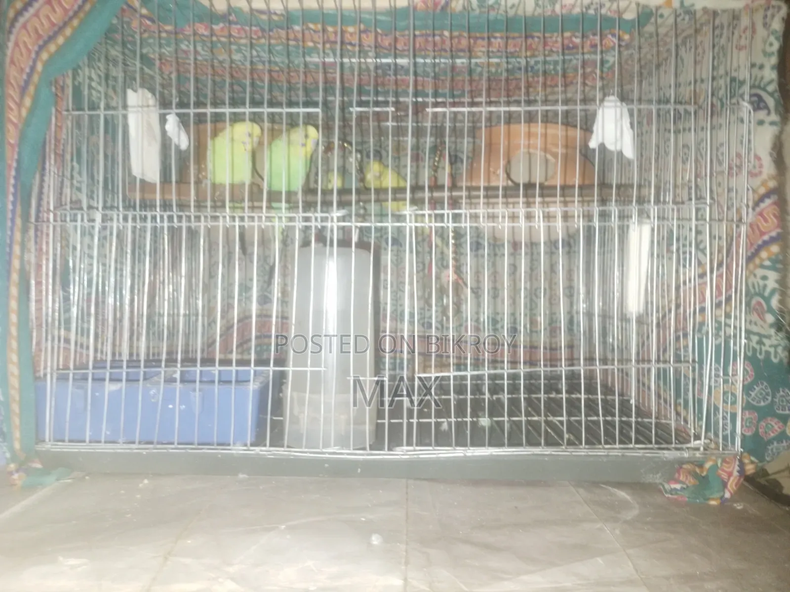 রানিং ২ জোড়া বাজিগার পাখি