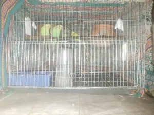 রানিং ২ জোড়া বাজিগার পাখি