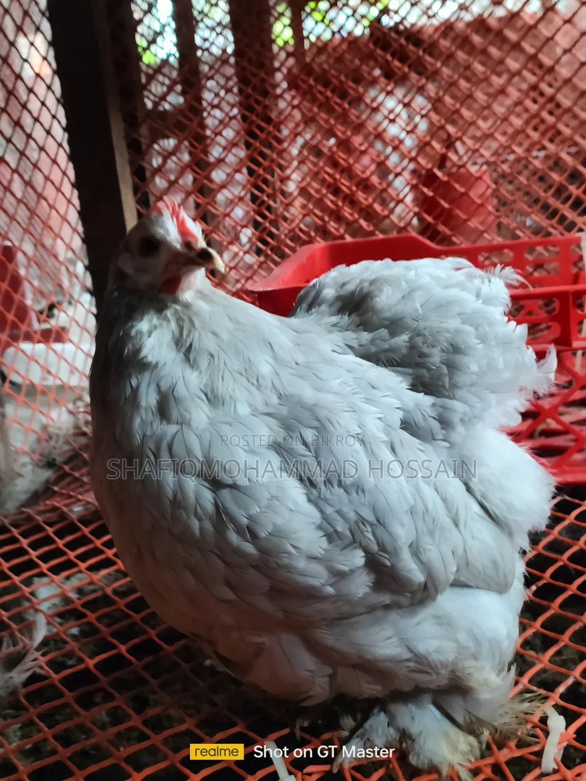 সিলভার কোচিং নিউ রানিং