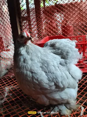 সিলভার কোচিং নিউ রানিং
