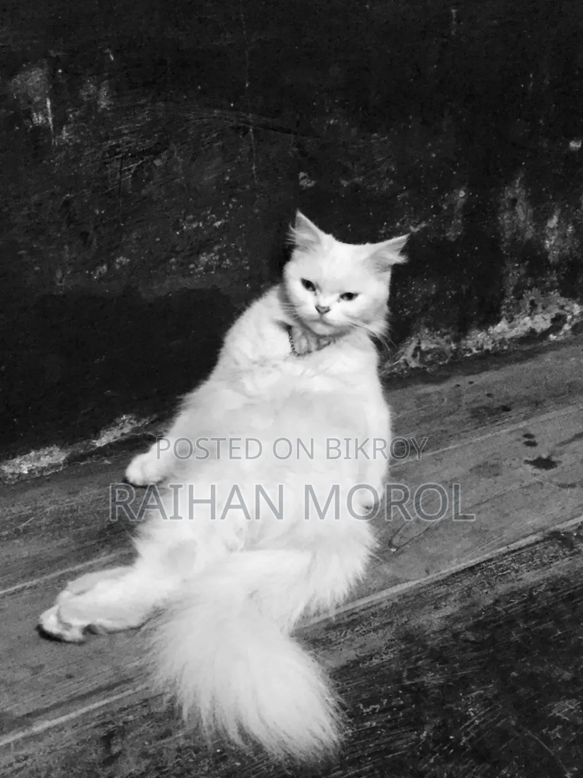 1+ Year Female Purebred Persian