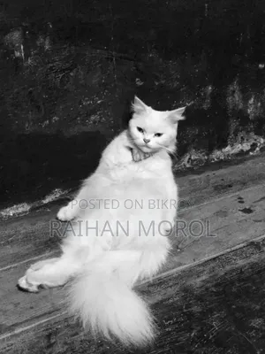 1+ Year Female Purebred Persian