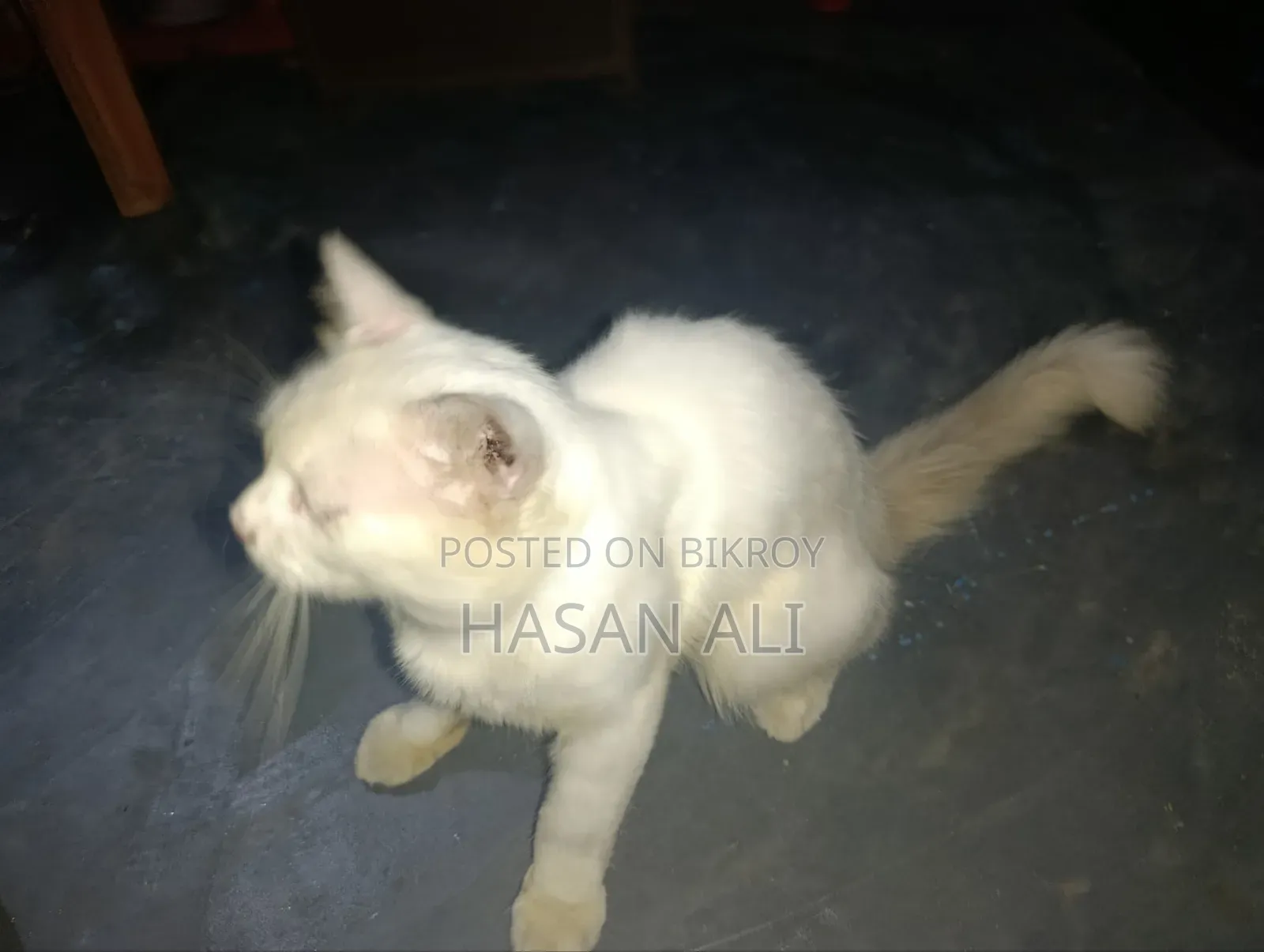 6-12 Months Male Purebred Persian