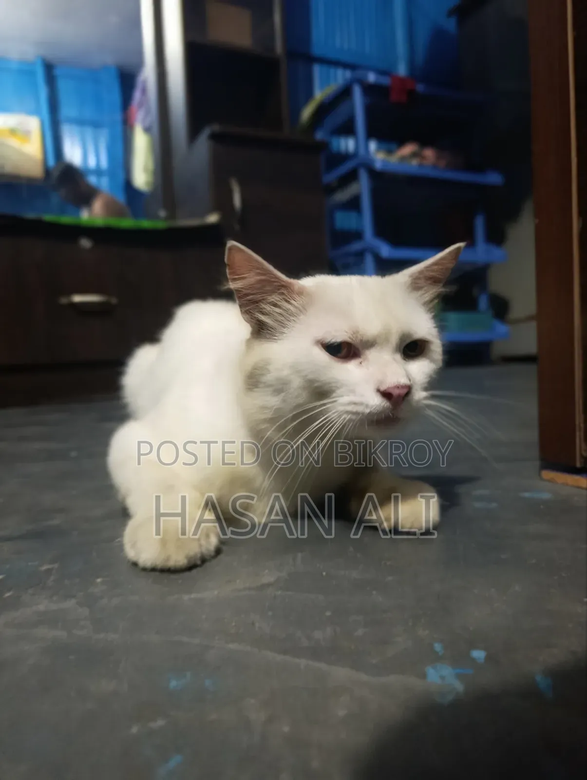 6-12 Months Male Purebred Persian