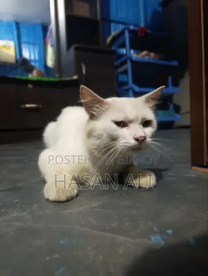 6-12 Months Male Purebred Persian