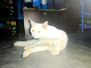 6-12 Months Male Purebred Persian