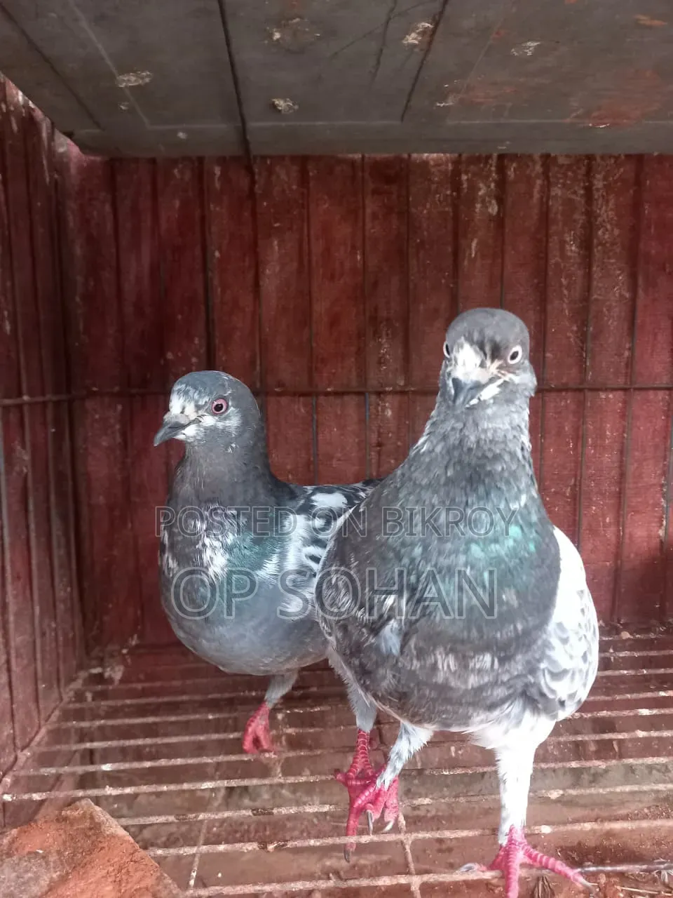 This pair will be sold