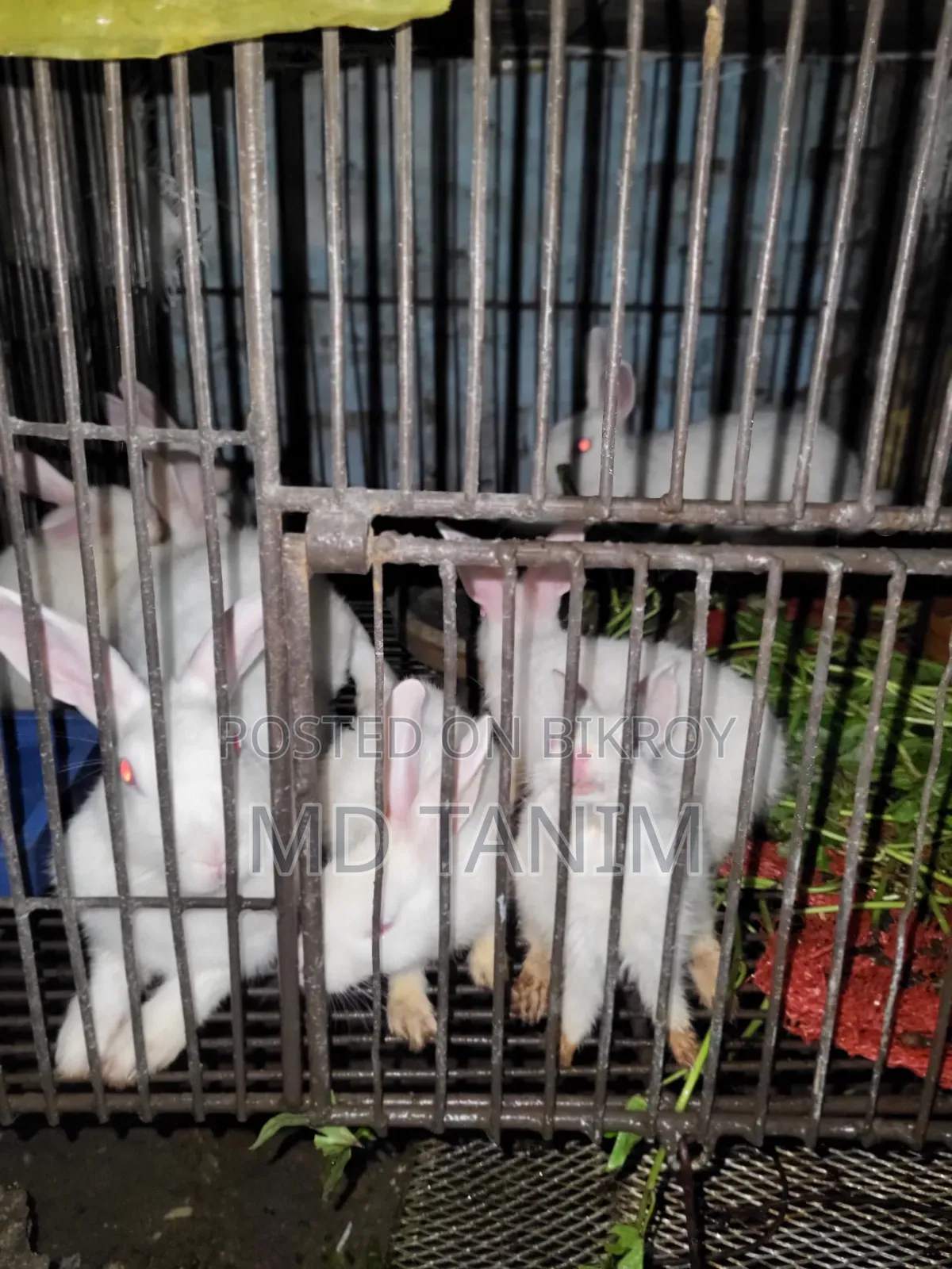 খরগোস সাদা(Rabbit)
